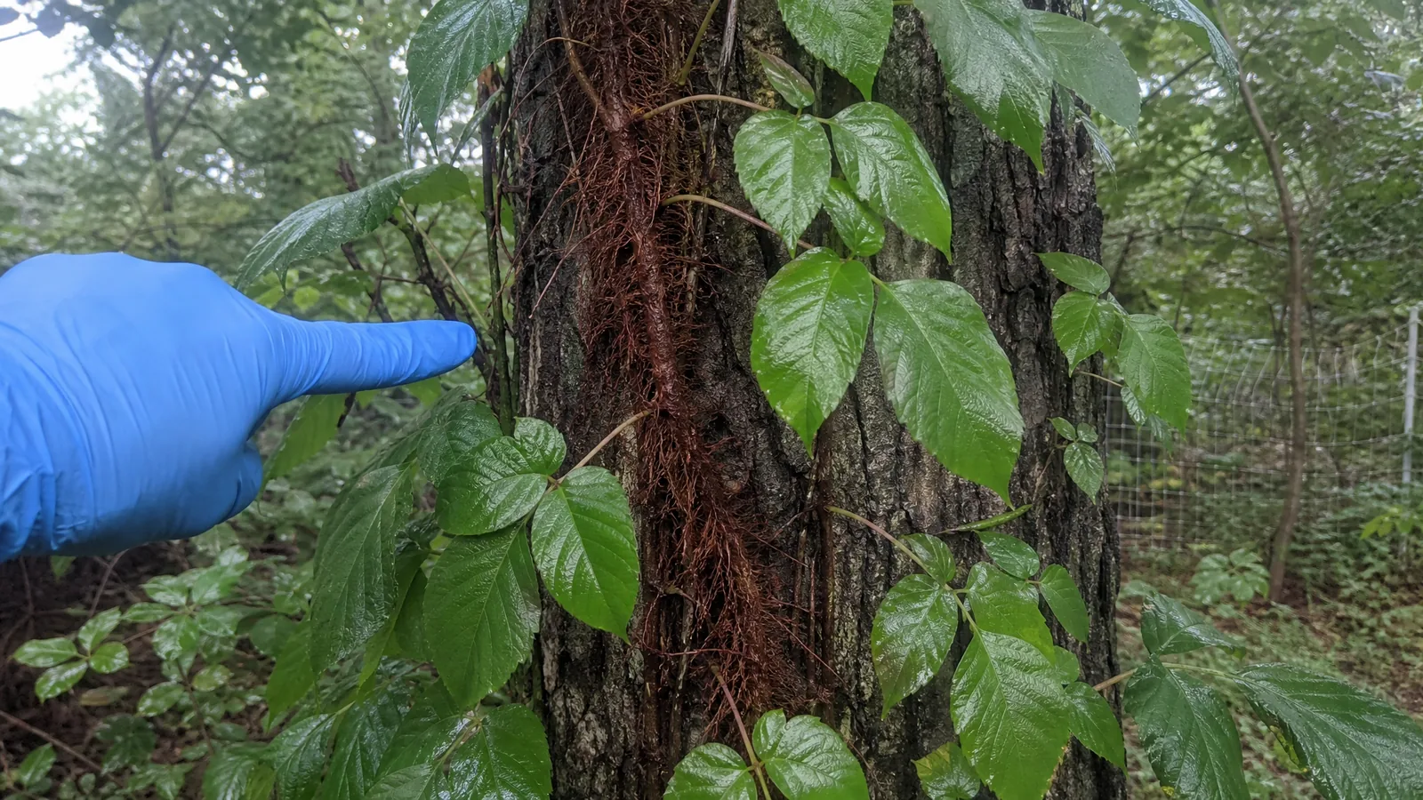 Poison ivy vine climbing a mature tree trunk in a Grand Rapids MI back yard