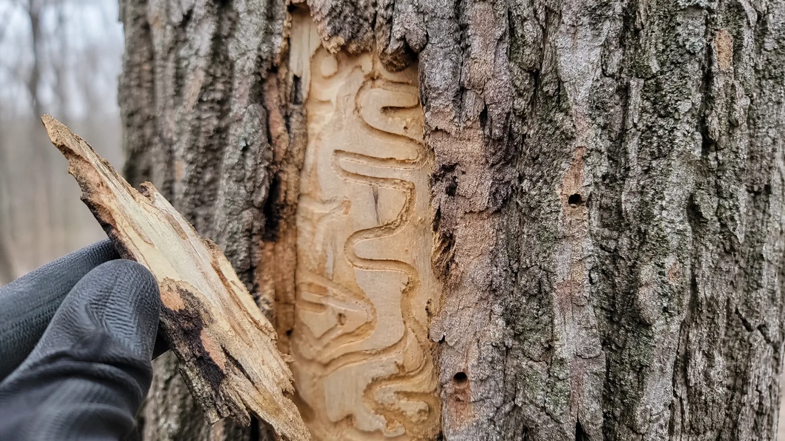 Emerald ash borer galleries under the bark of an ash tree in Grand Rapids MI
