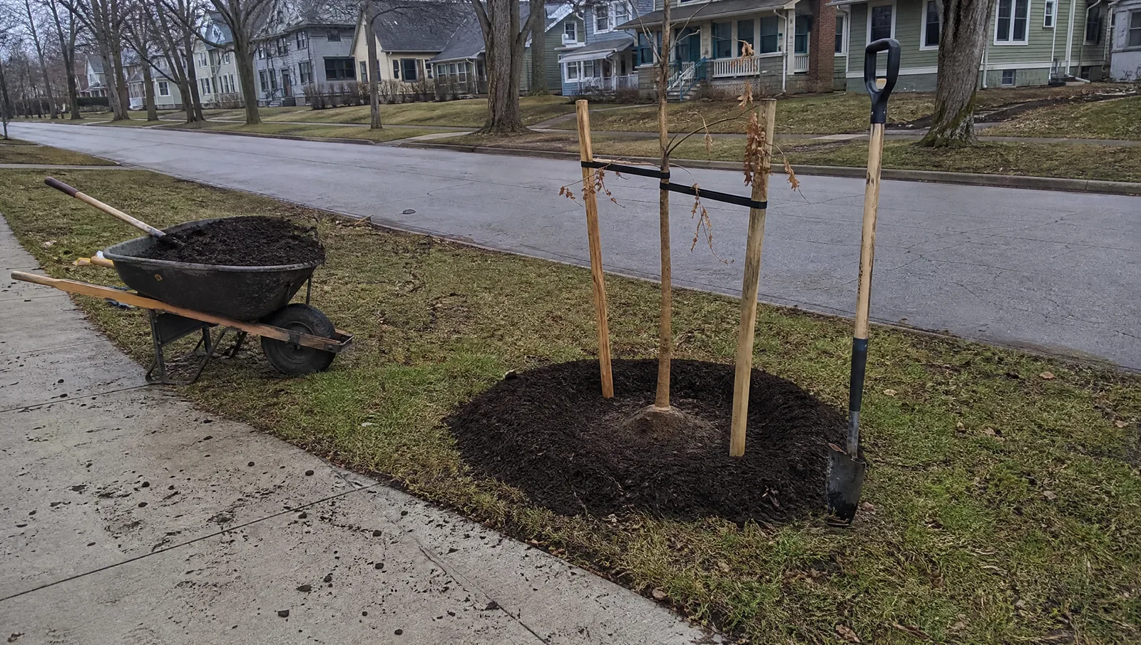 Newly planted street tree with the root flare exposed on a Grand Rapids MI residential street