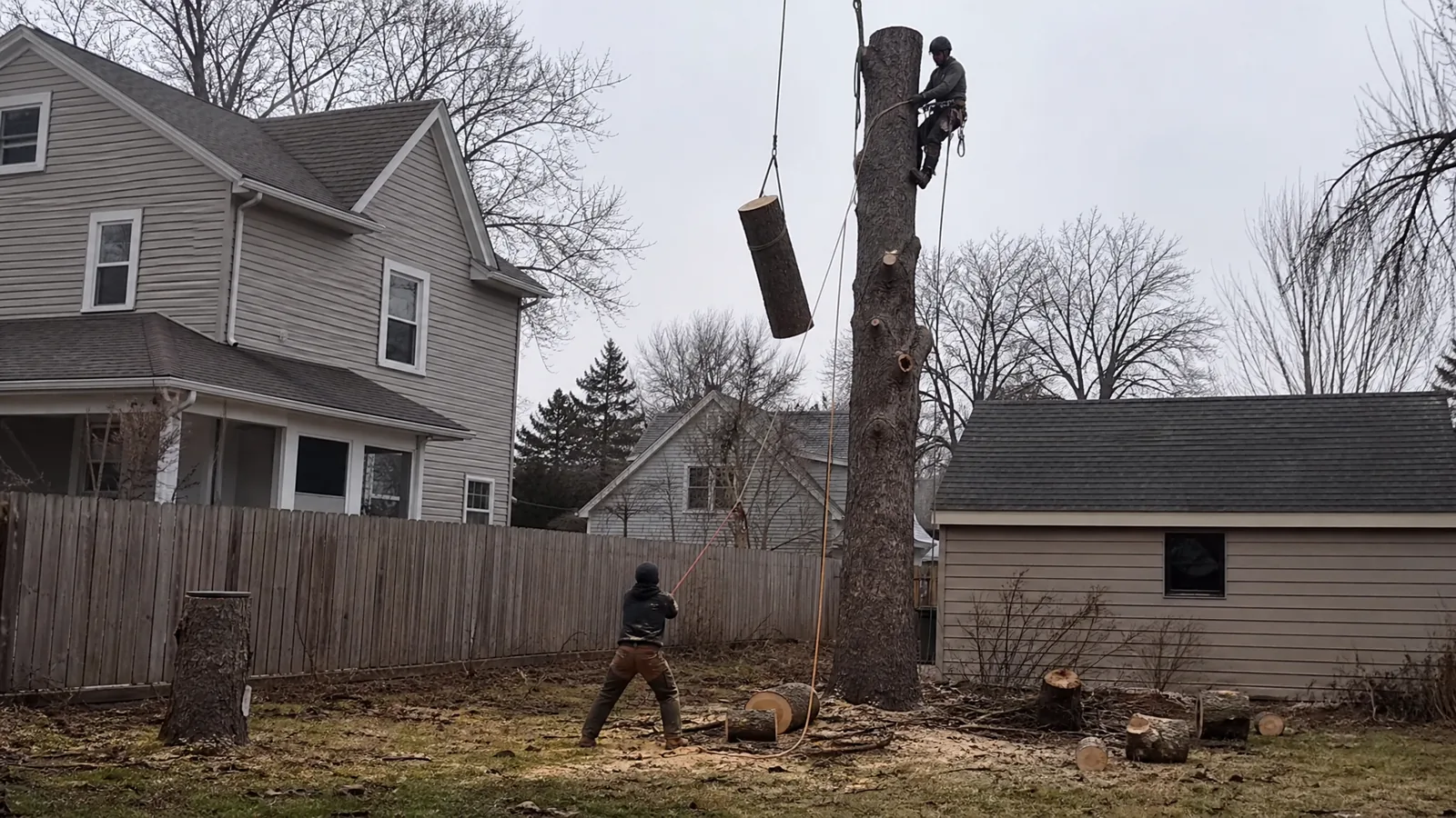 Crew rigging down a section of trunk during tree removal in Grand Rapids MI
