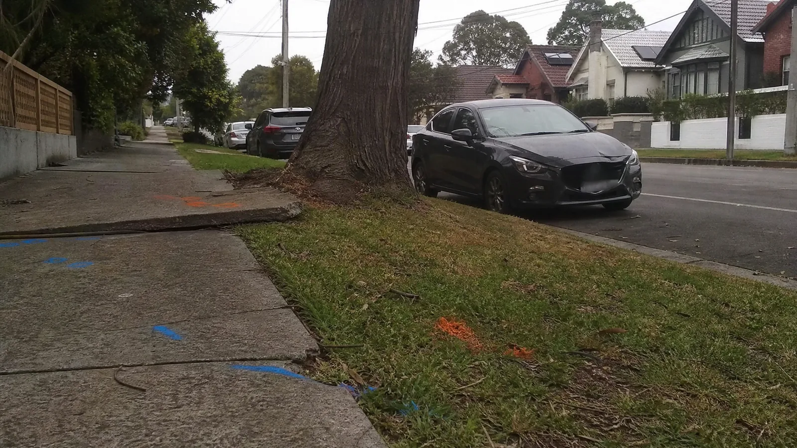 City-owned street tree in the outlawn strip between sidewalk and road in Grand Rapids MI