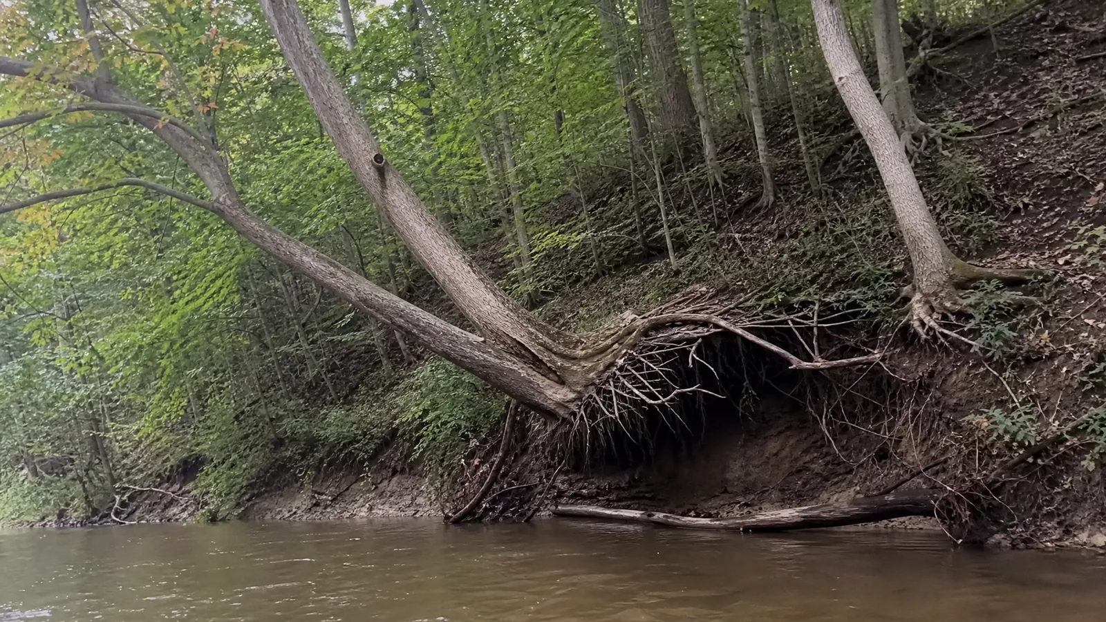 Arborist assessing riverfront trees along the Thornapple River in Ada MI