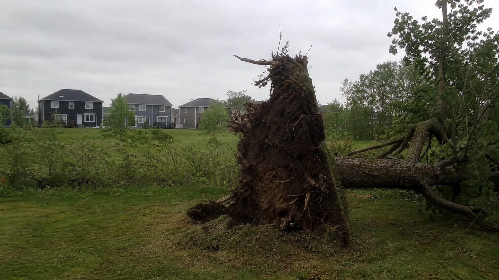 Uprooted tree beside a new subdivision on former farmland in Byron Center MI
