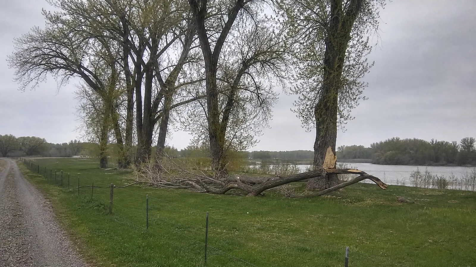 Removing a storm-damaged tree on the Grand River flats in Comstock Park MI