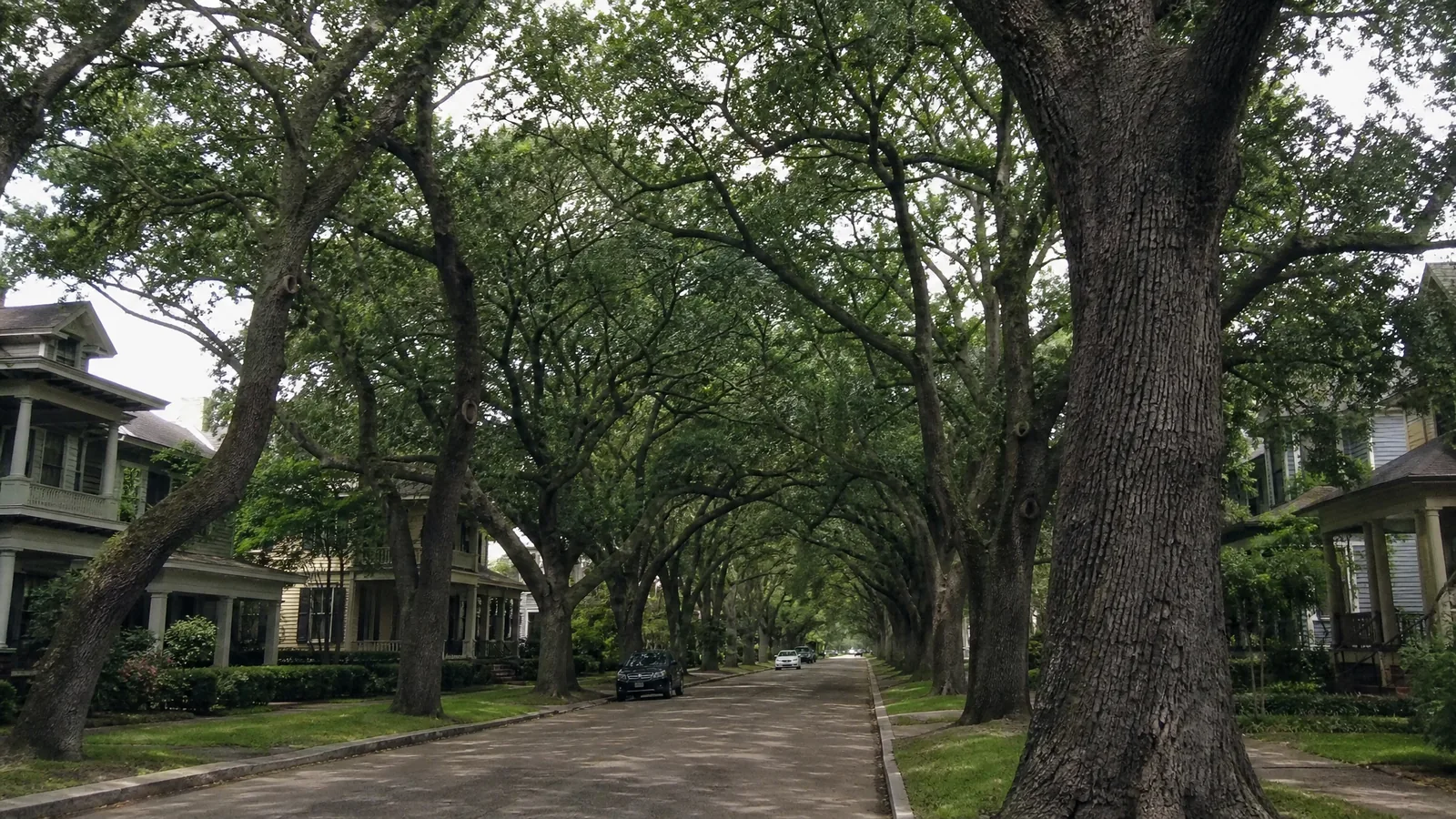 Climber working in a mature oak canopy over a 1920s home in East Grand Rapids MI