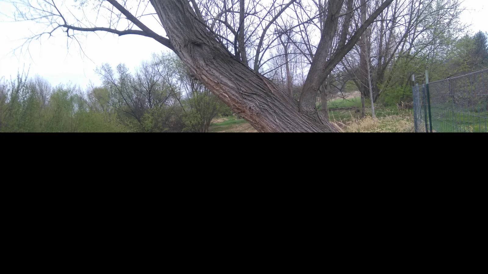 Leaning cottonwood with a lifted root plate on low ground in Grandville MI