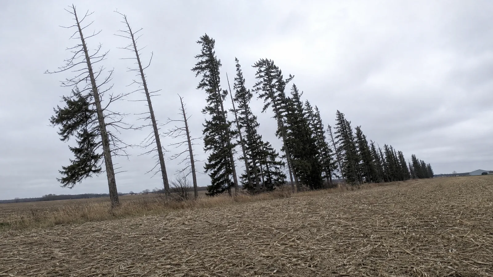 Removing trees from an old agricultural windbreak row in Hudsonville MI