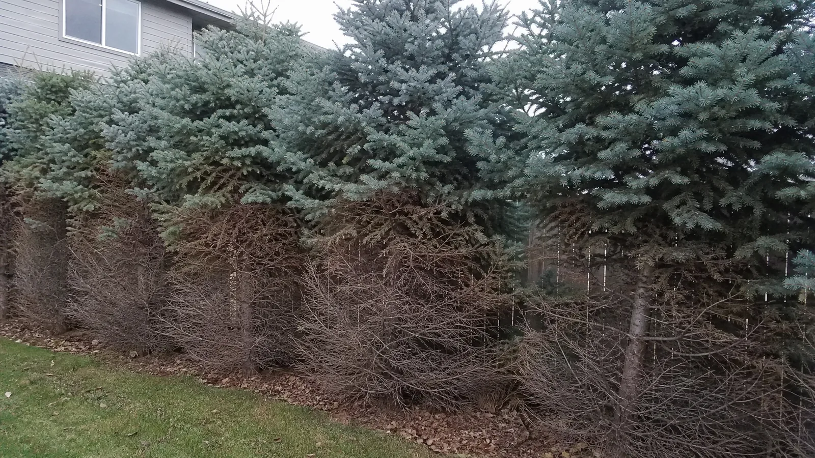 Sectional tree removal in a Jenison MI subdivision back yard