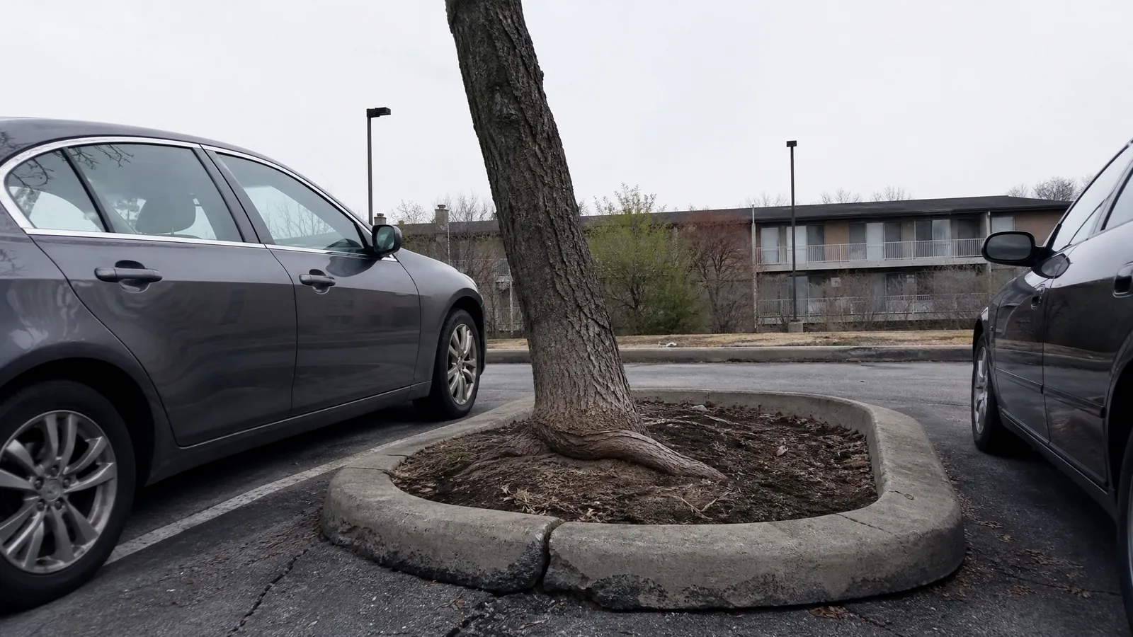 Pruning parking lot island trees along a commercial corridor in Kentwood MI