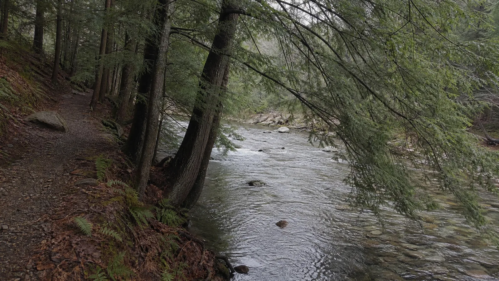 Hemlock and white pine stand along the Rogue River corridor in Rockford MI