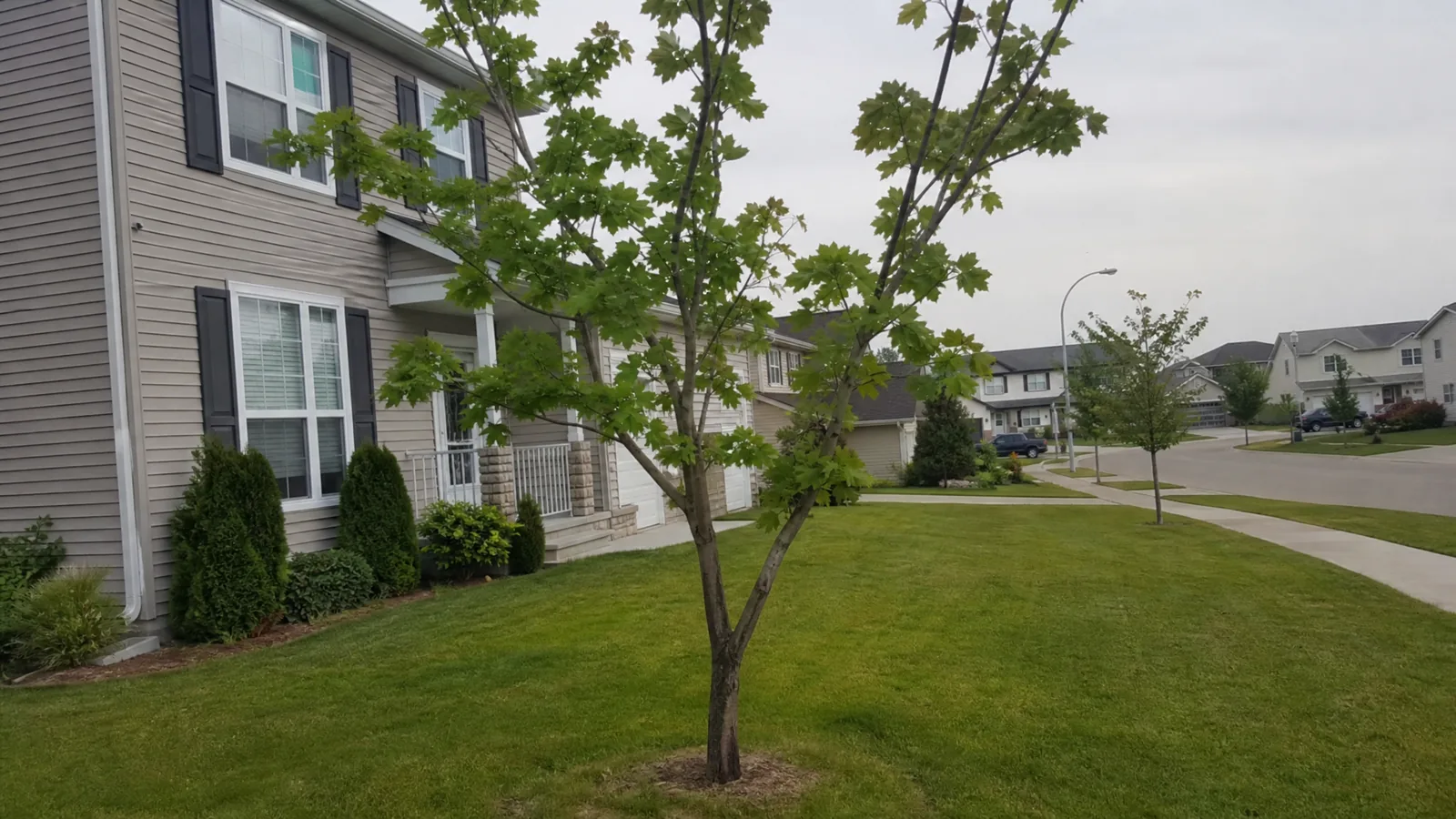 Arborist making a structural pruning cut on a young subdivision tree in Walker MI