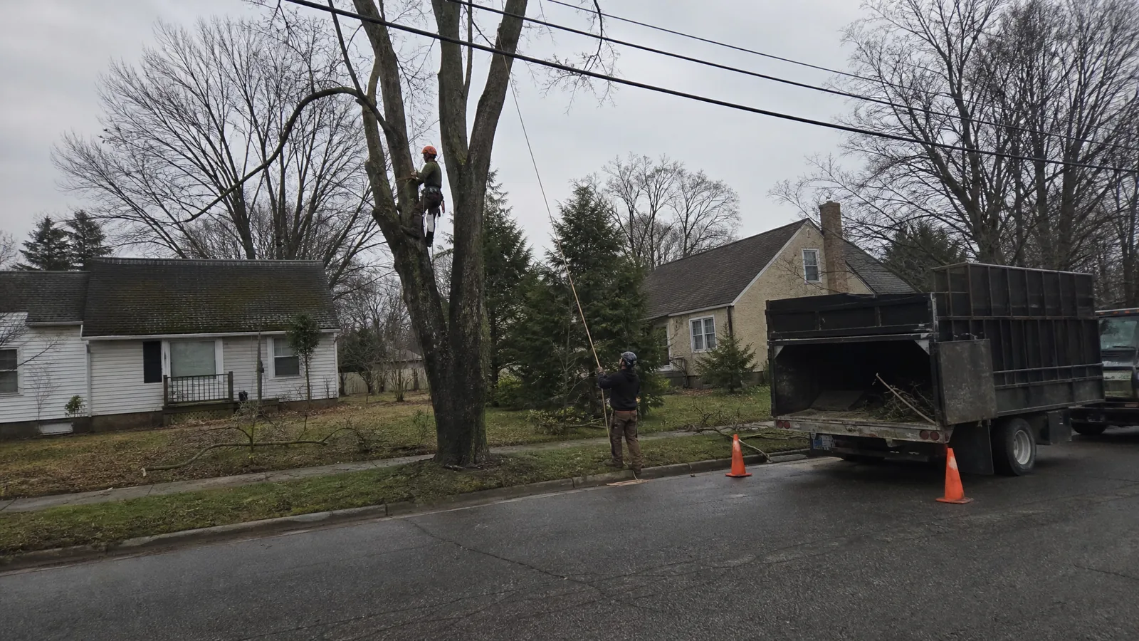 Climber roping down a limb during tree trimming on a Grand Rapids street
