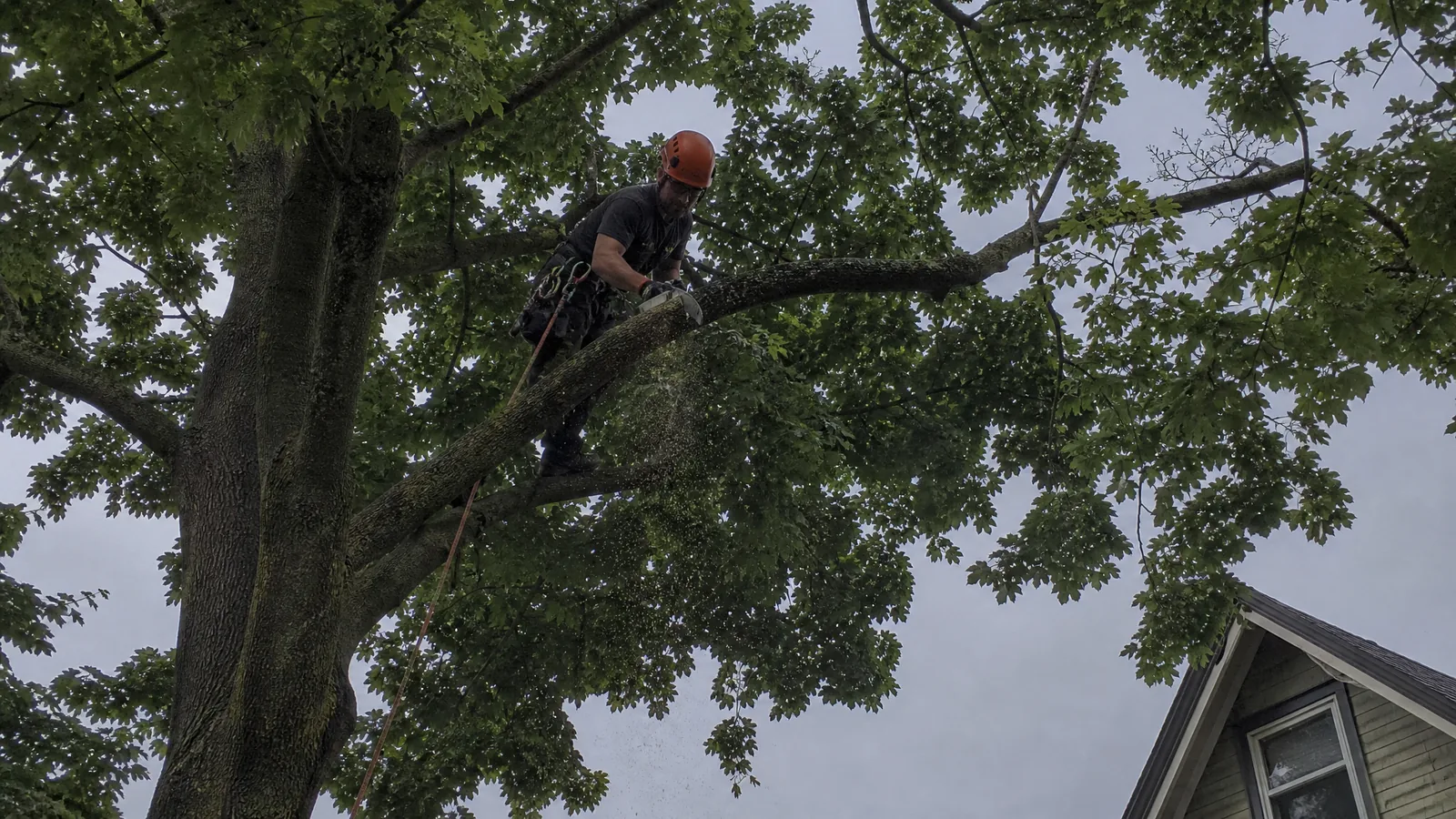 Arborist making a reduction cut while tree trimming a maple in Grand Rapids MI