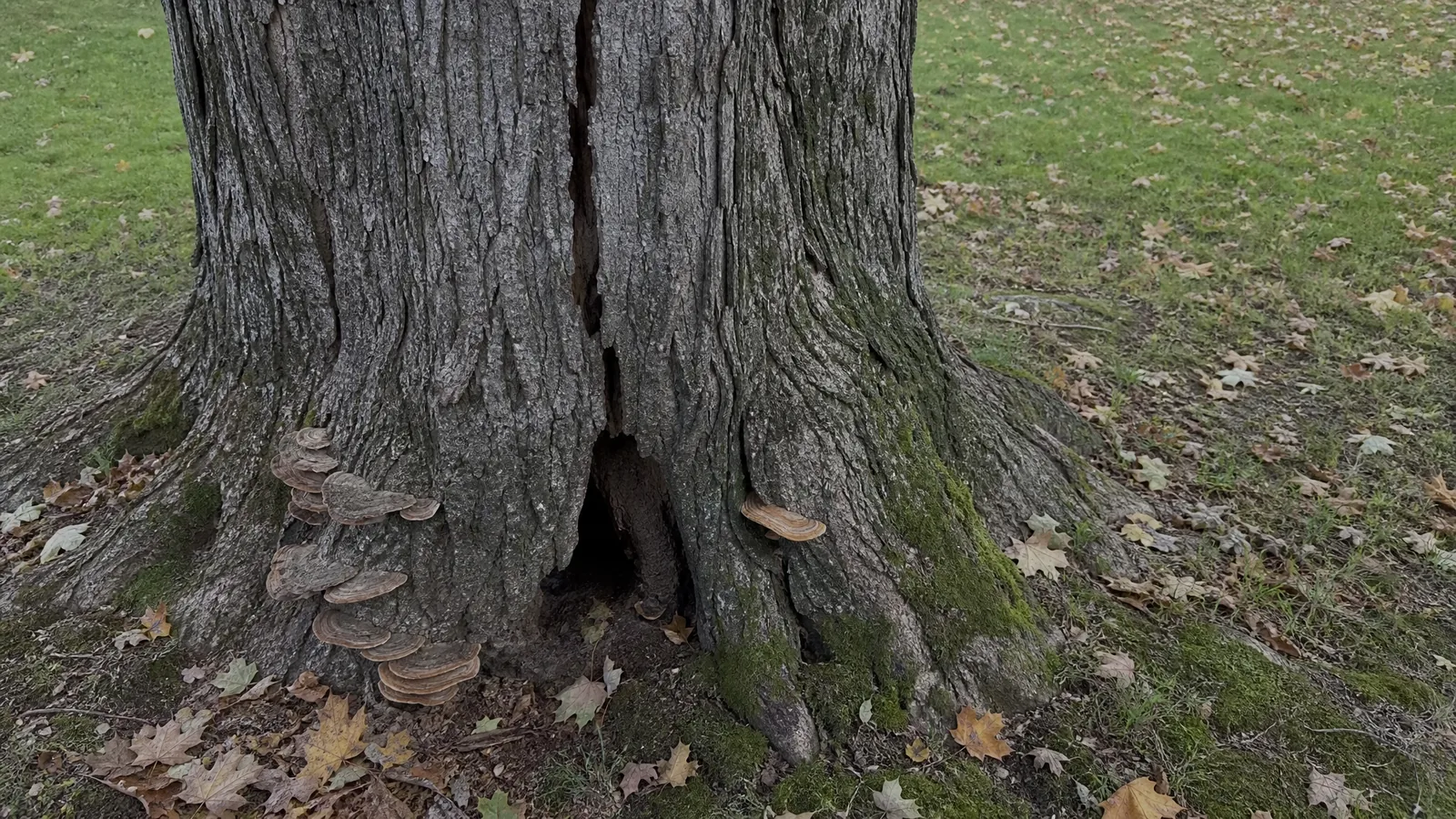 Trunk cavity and included bark seam on a mature maple being assessed in Grand Rapids MI